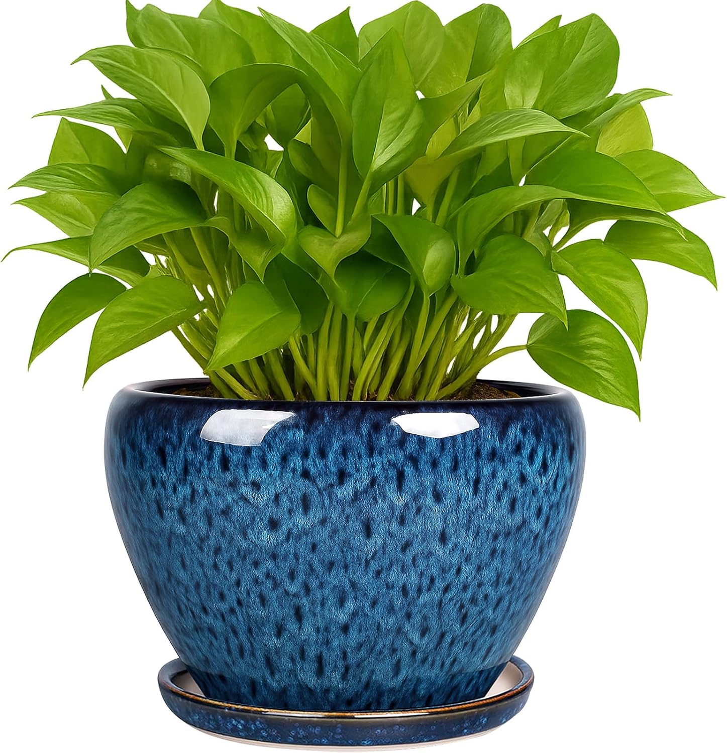 Snake Plant Ceramic - 6