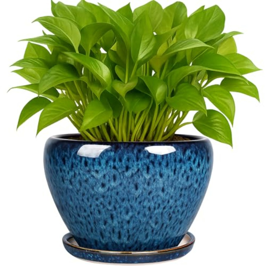 Snake Plant Ceramic - Plant Pots- Ceramic Planter Pot with