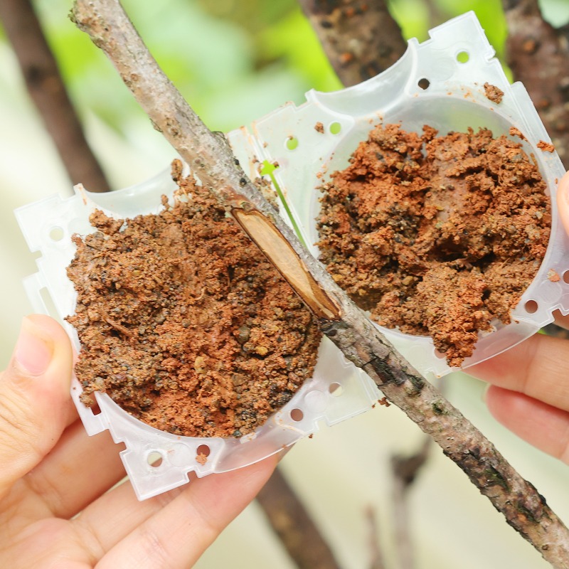 Reusable Plant Rooting Ball Gr - مراجعة Plant Parents وسعره