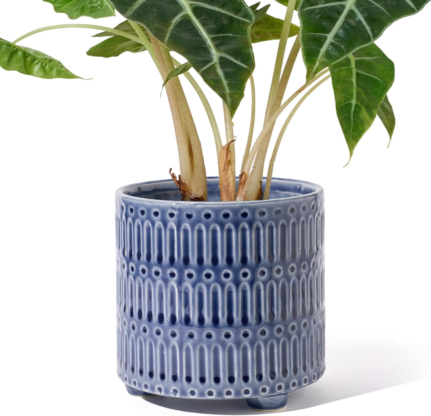 5 Inch Ceramic Planters for In - مراجعة Snake Plant Ceramic وسعره
