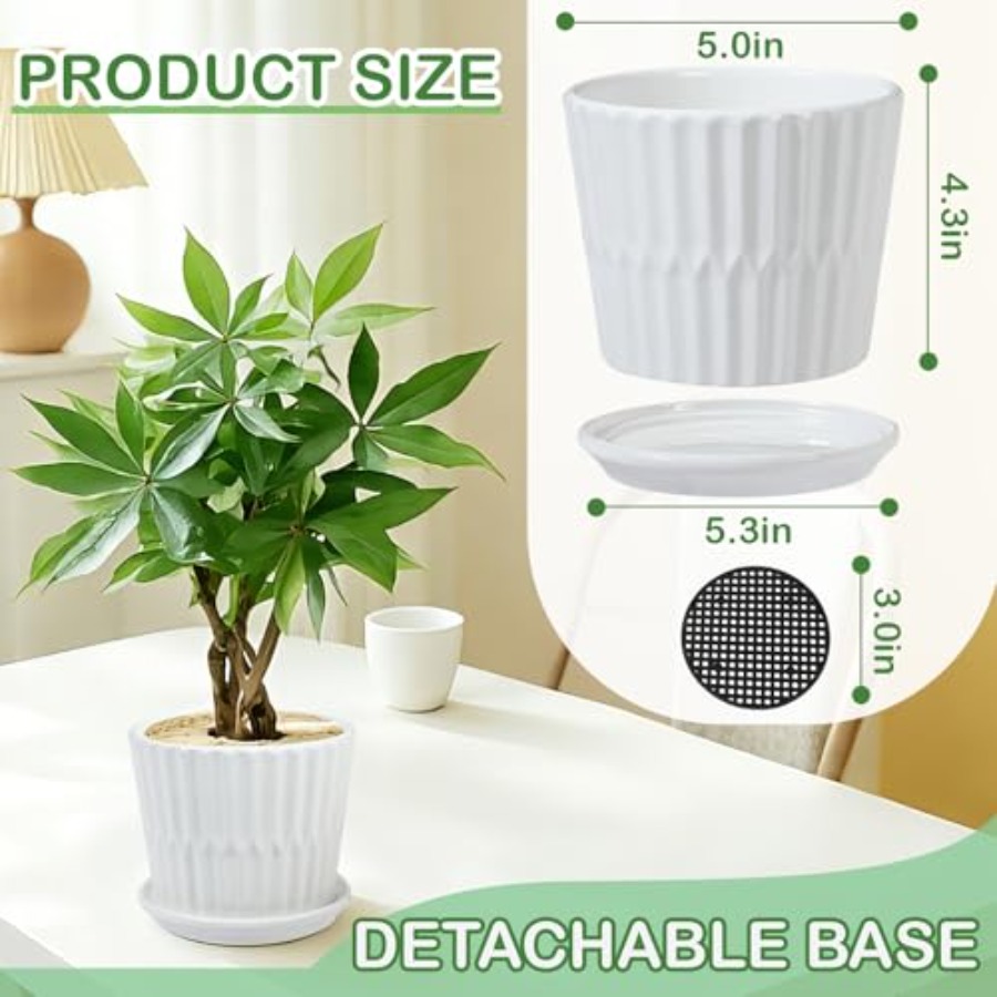 Plant Pots - Cylinder Ceramic  - مراجعة Snake Plant Ceramic وسعره