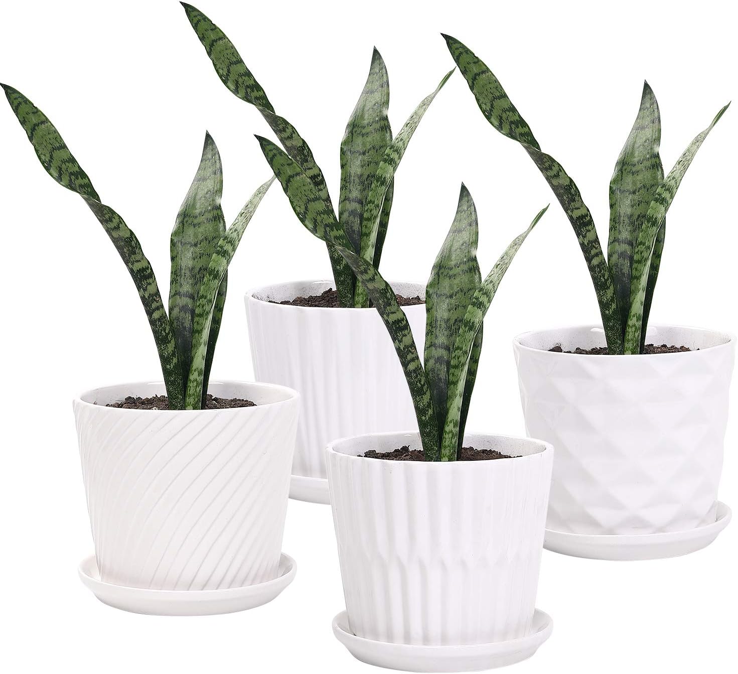 Plant Pots - 5.5 Inch Cylinder - مراجعة Snake Plant Ceramic وسعره