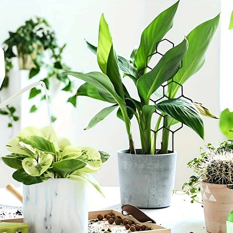 3Pcs Plant Support Frame Climb - مراجعة Plant Parents وسعره
