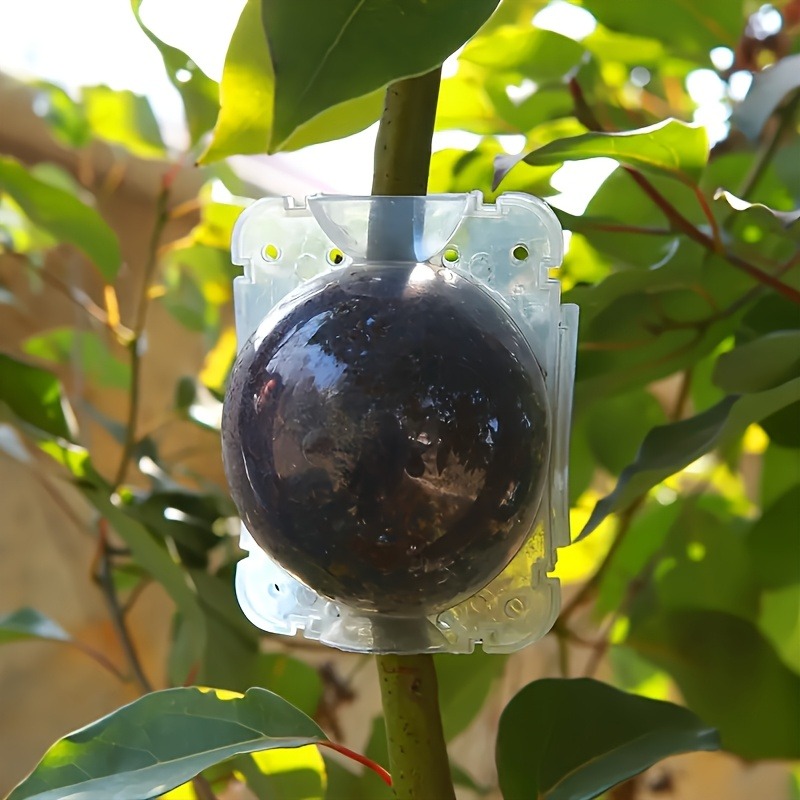 10pcs Plant Propagation Box Se - مراجعة Plant Parents وسعره