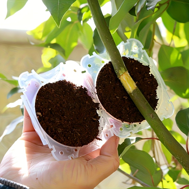 10pcs Plant Propagation Box Se - مراجعة Plant Parents وسعره
