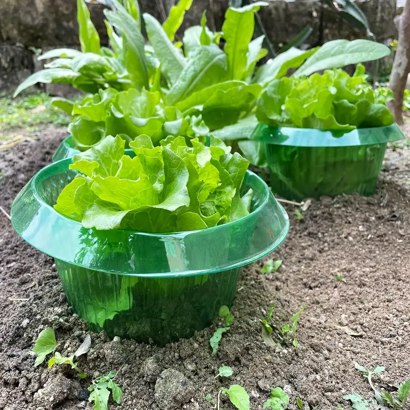 Plants Slug Protection Rings V - مراجعة Plant Parents وسعره