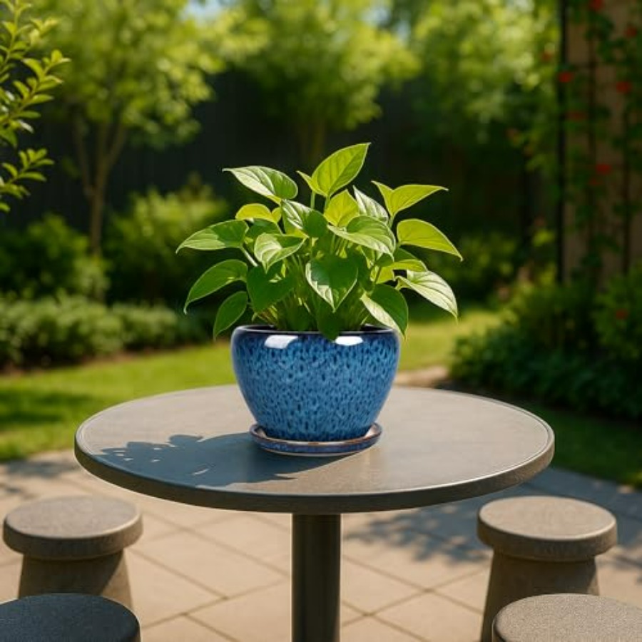 Plant Pots- Ceramic Planter Po - مراجعة Snake Plant Ceramic وسعره